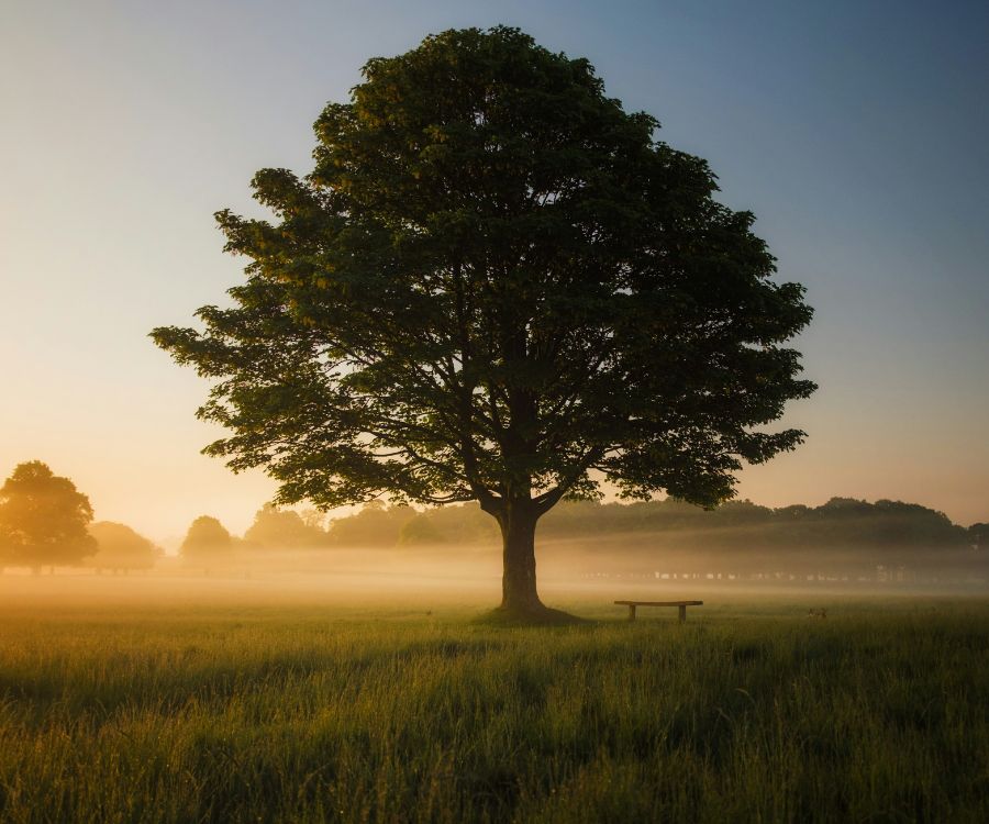 https://unsplash.com/photos/green-leafed-tree-surrounded-by-fog-during-daytime-S297j2CsdlM